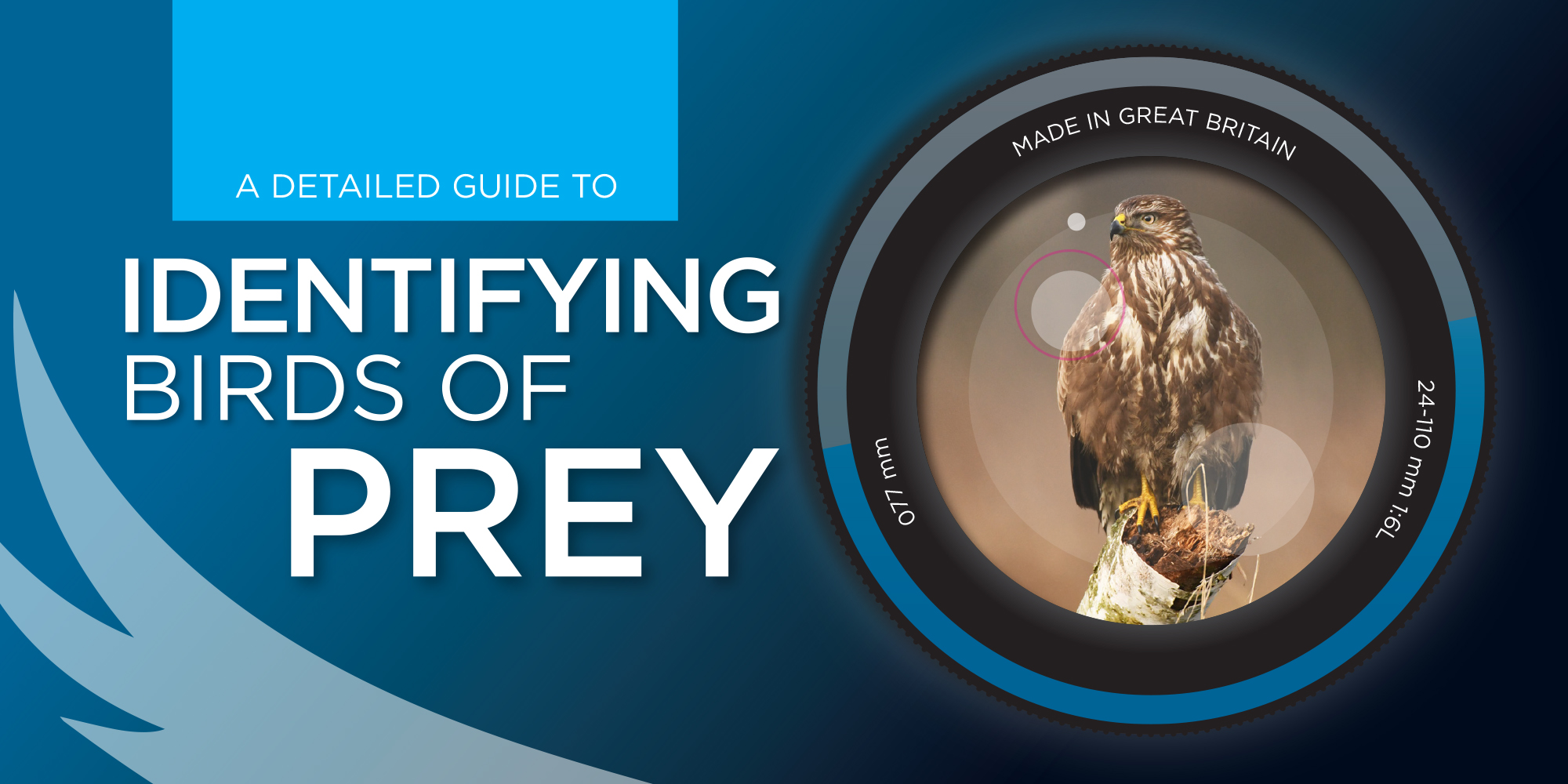 Identify birds of prey