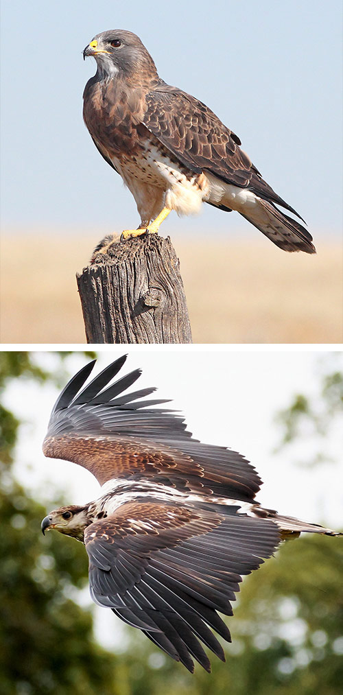 Sparrow Hawk Accipiter nisus