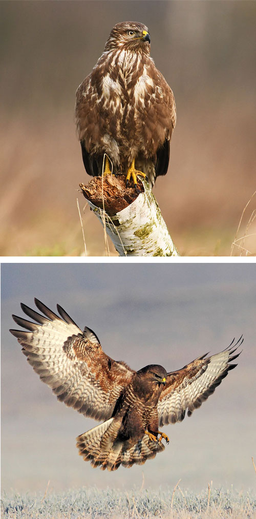 Buzzard: Buteo buteo 