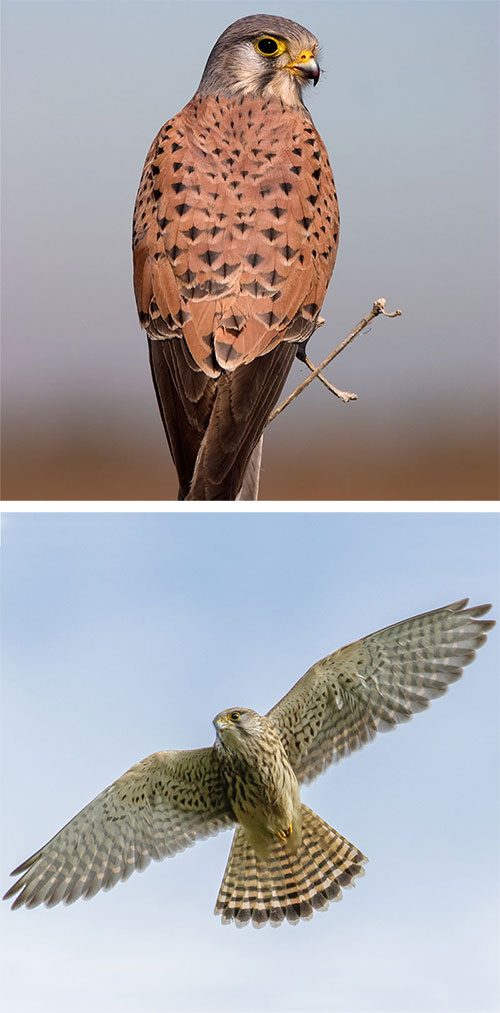 Kestrel: Falco tinnunculus