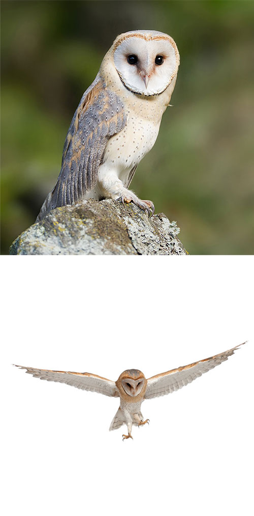 Barn Owl