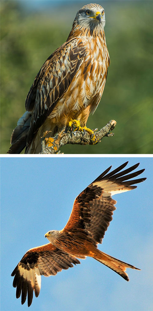 Red Kite Milvus Milvus