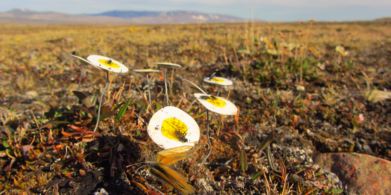 Barrettine in the Arctic Circle