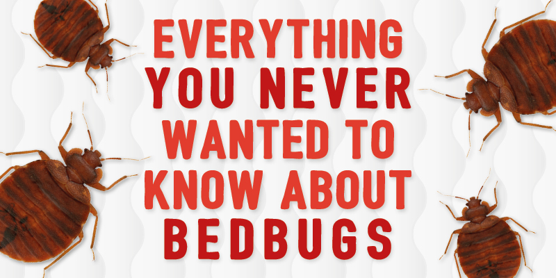 Bed Bugs