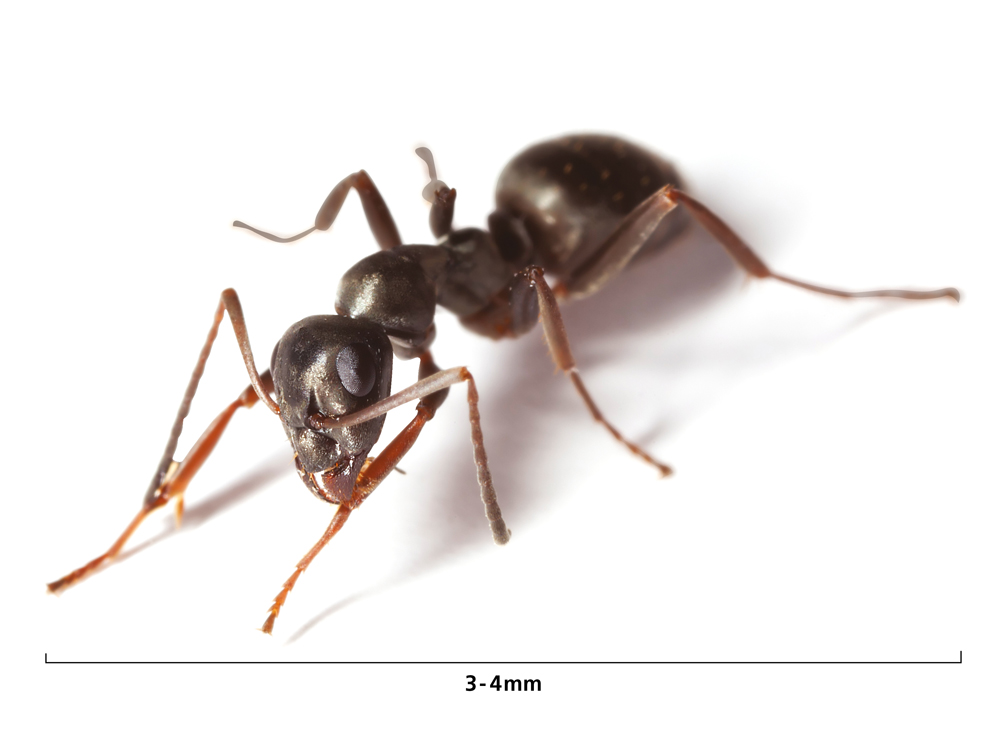 Black Ant