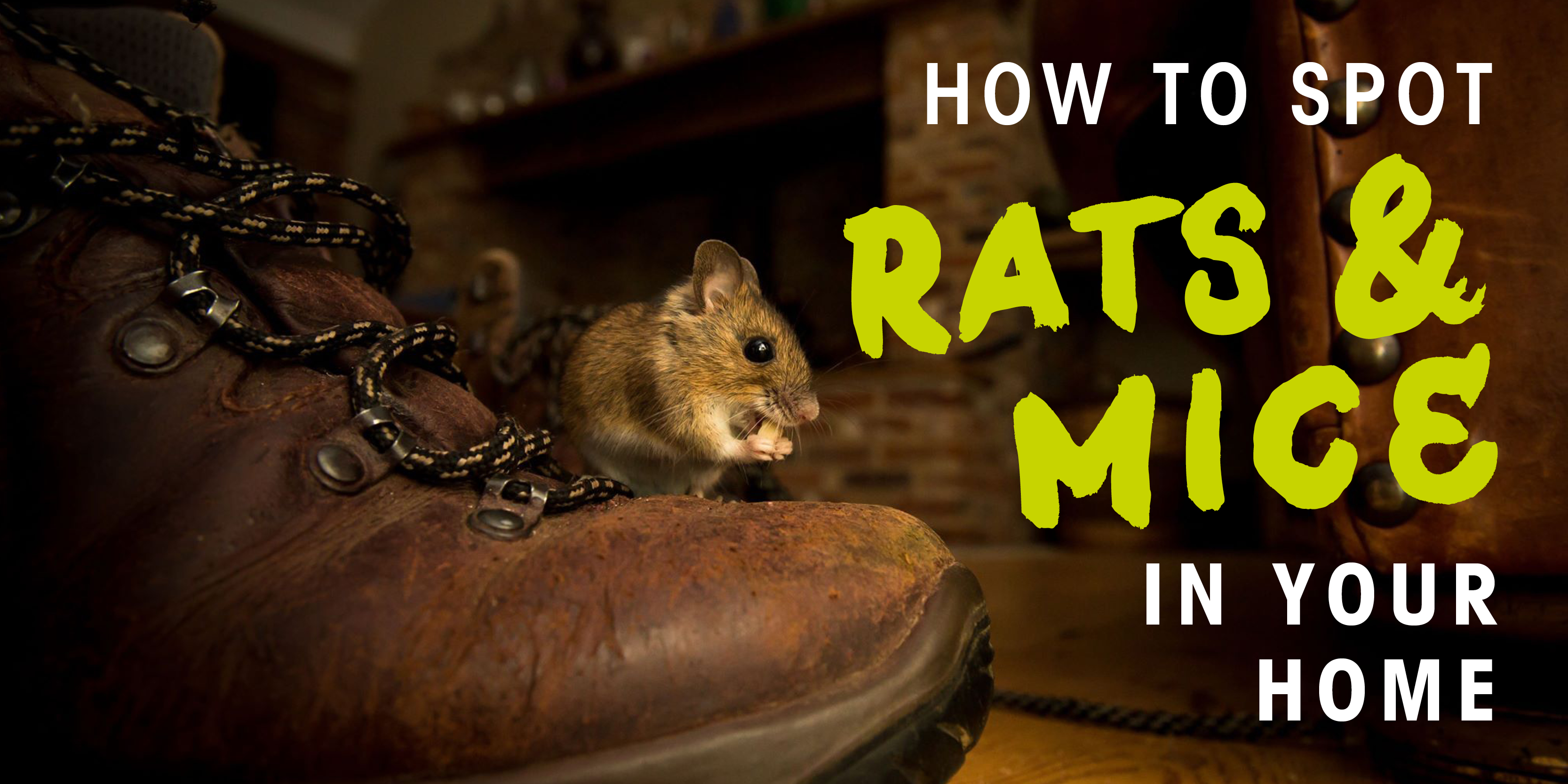 Rats & Mice