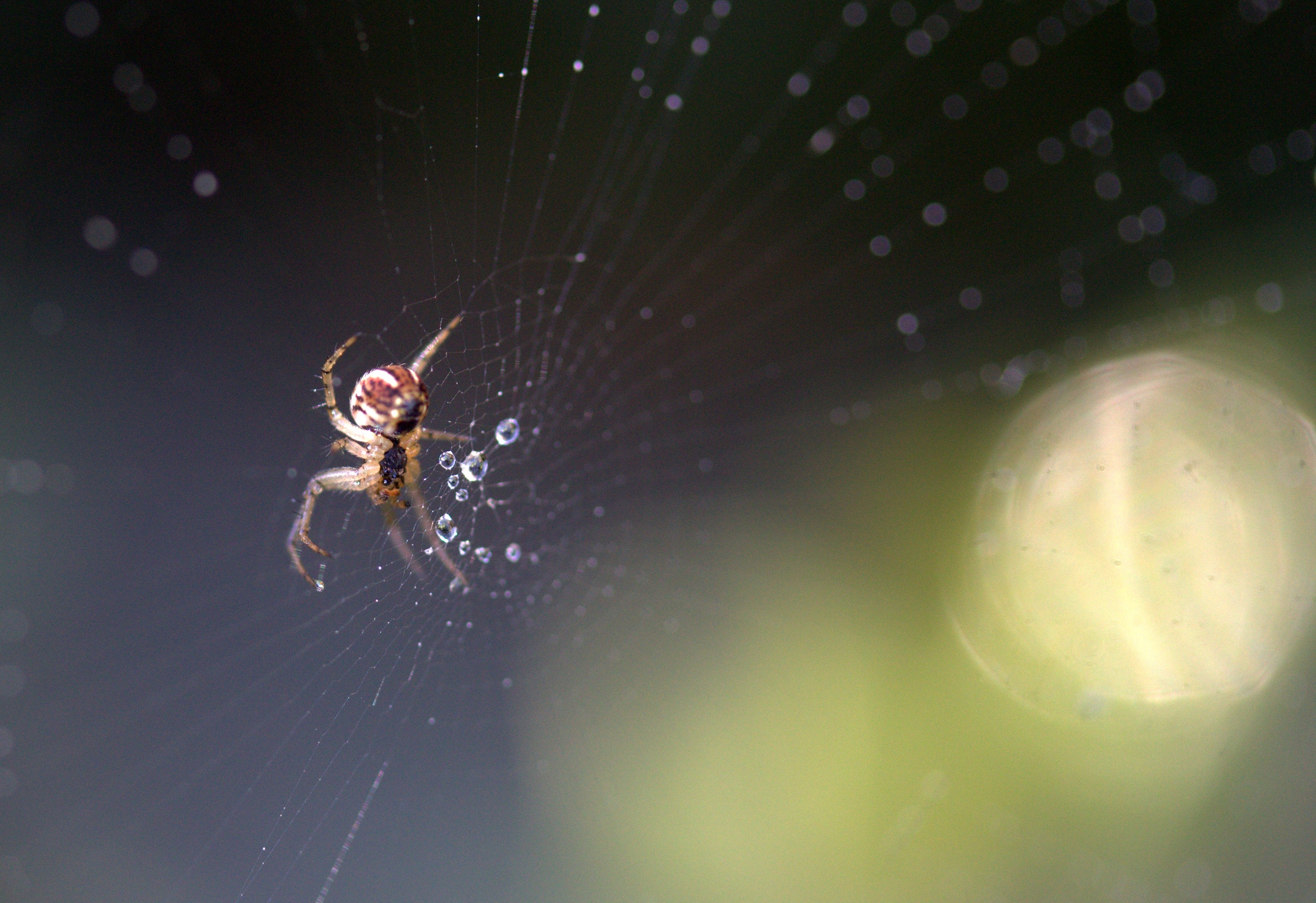 How do spiders avoid getting tangled in their own webs?