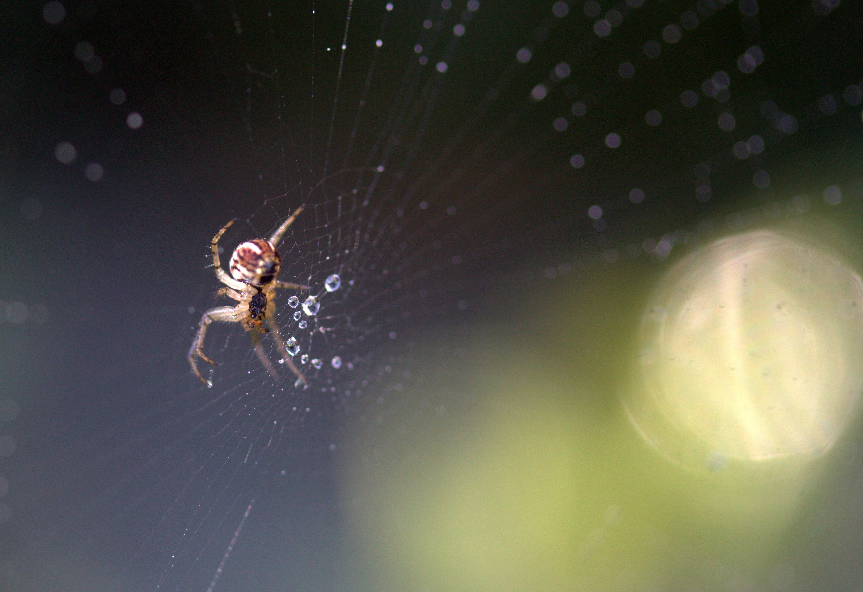 SPIDER IMAGE 