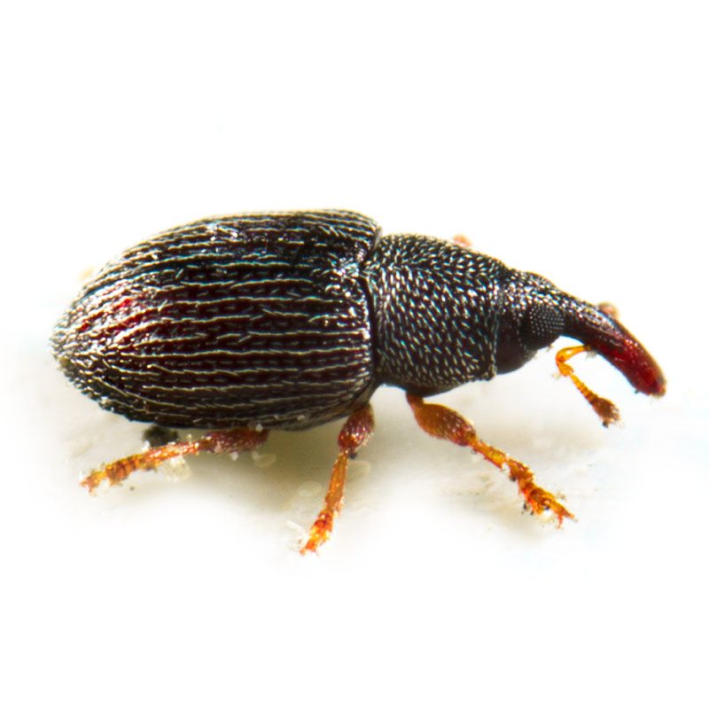 Grain & Rice Weevils