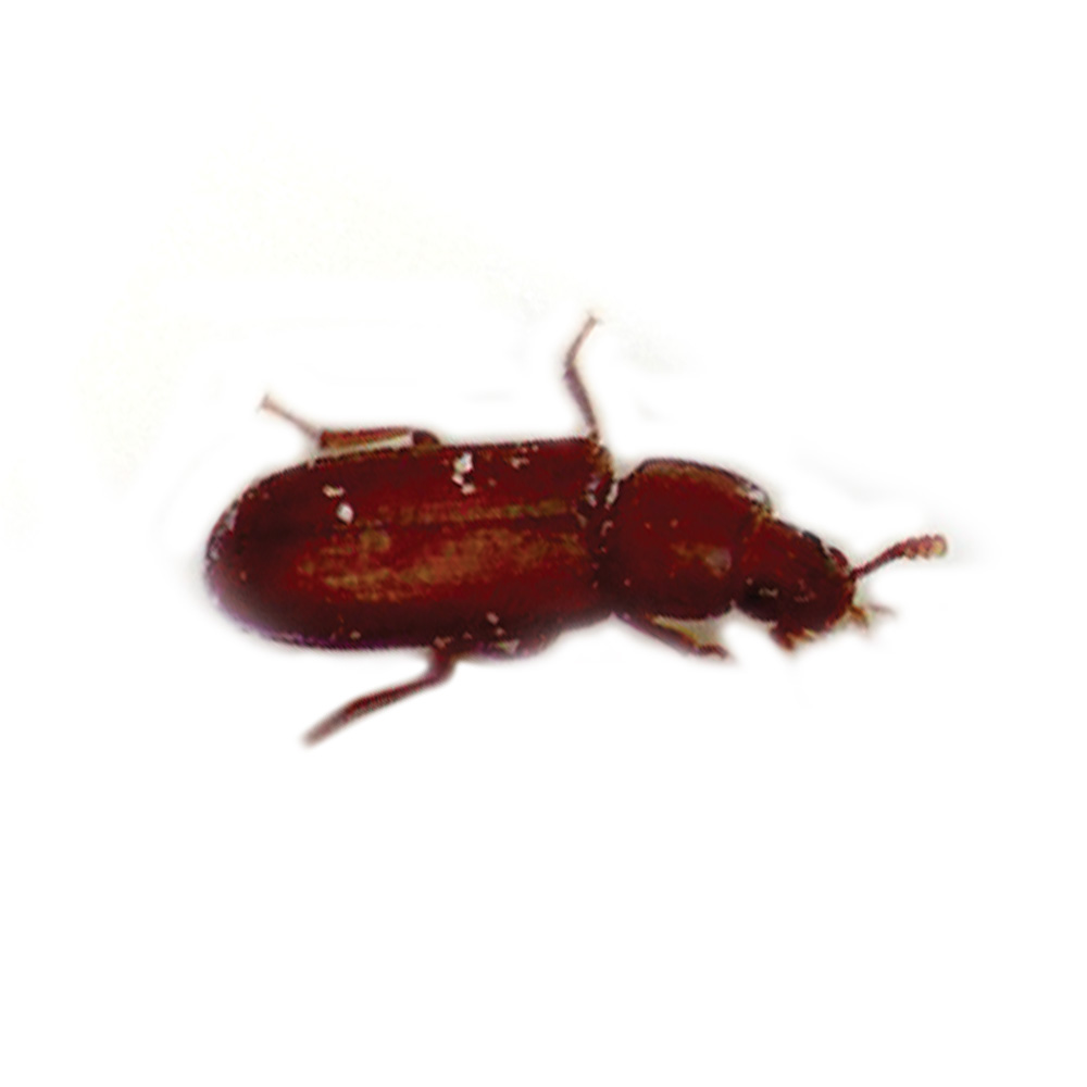 Flour Beetle