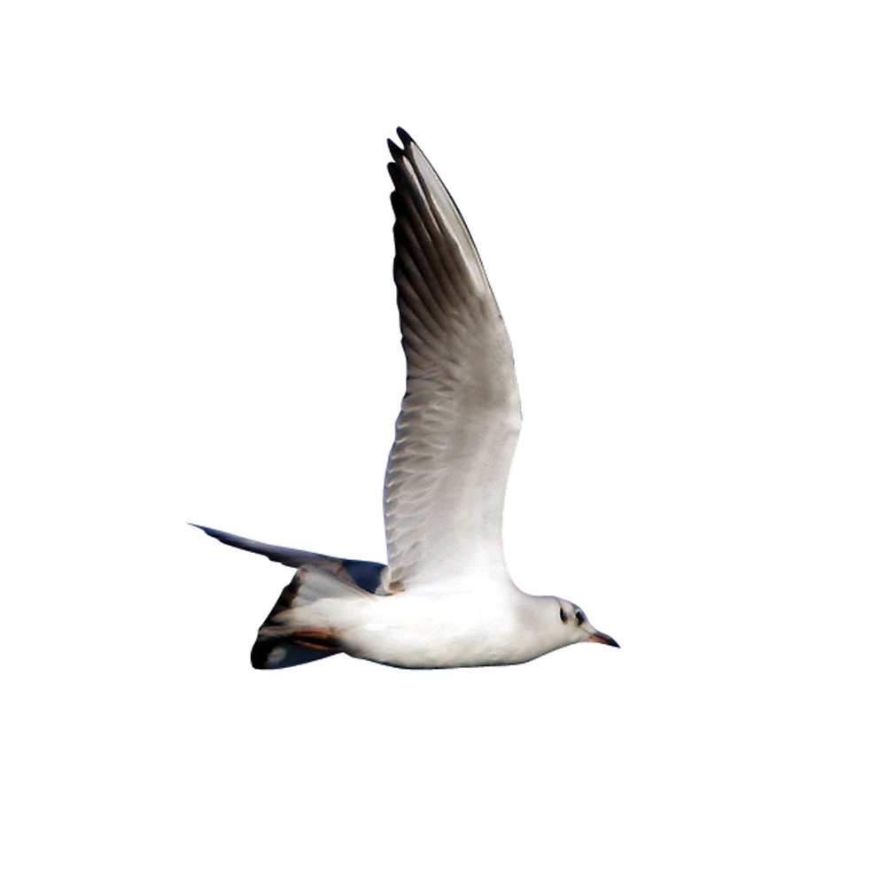 Black Headed Gull