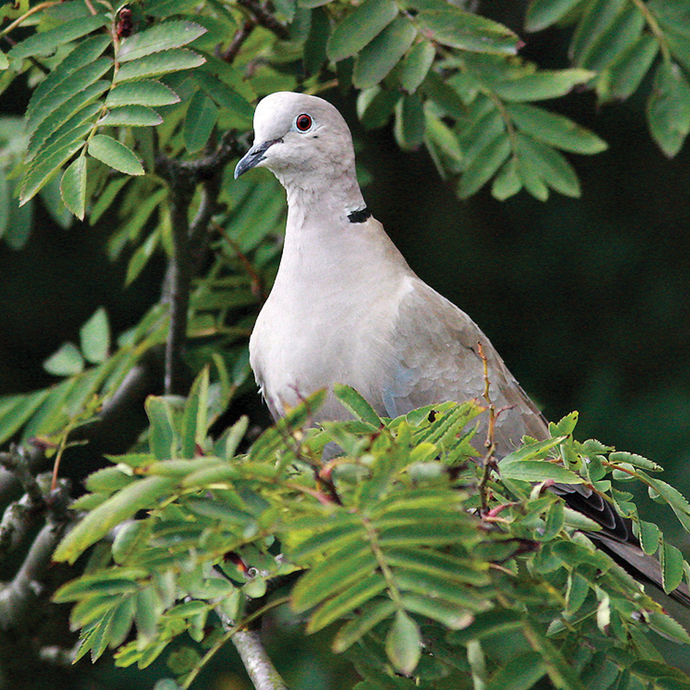 Collared Dove