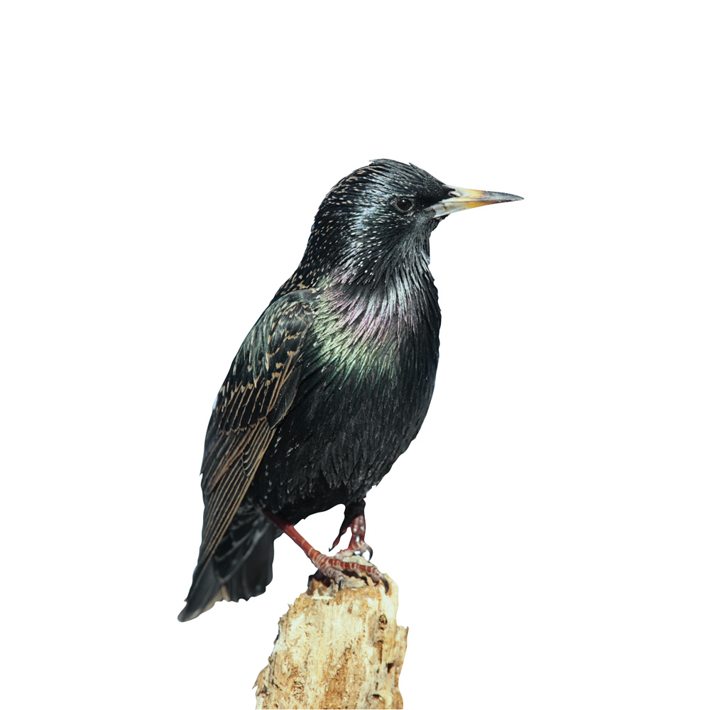 Starling