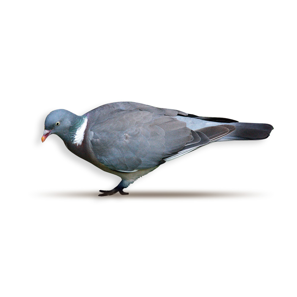 Wood Pigeon