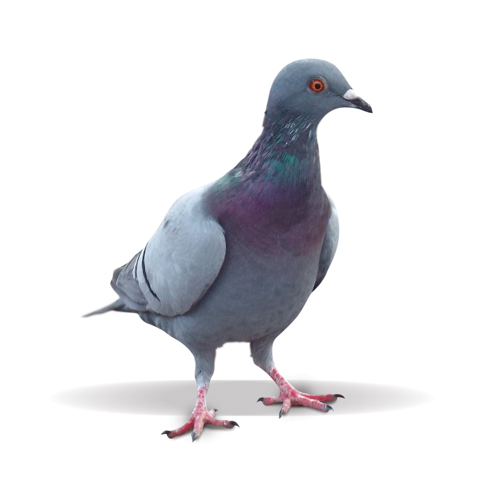 Feral Pigeon