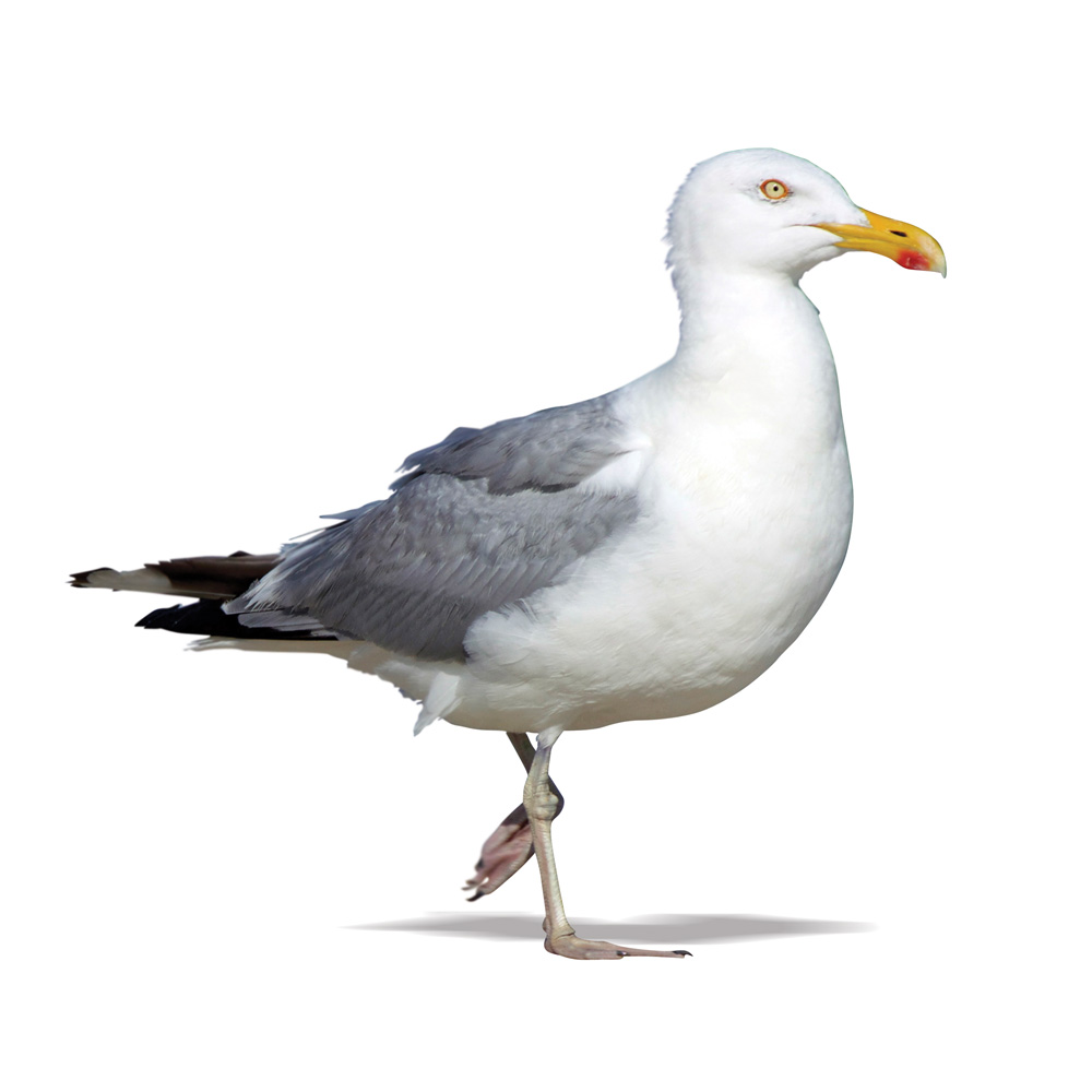 Herring Gull