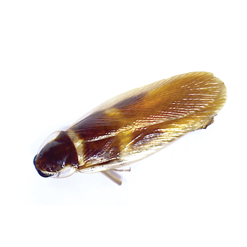 Brown banded cockroach