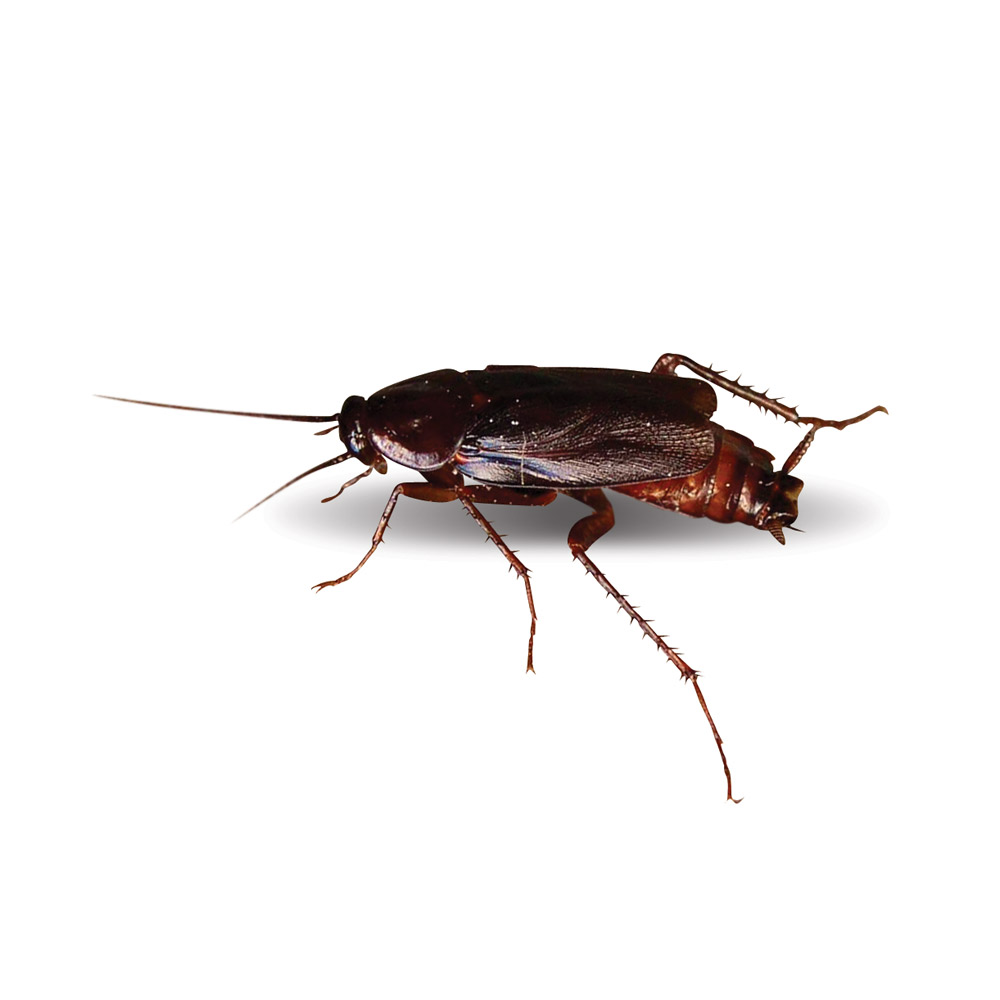 Oriental cockroach