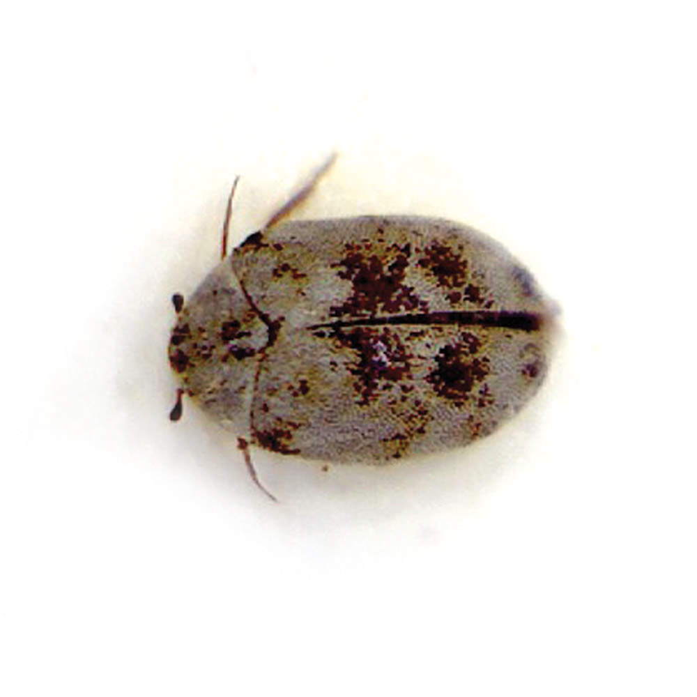 Varied Carpet Beetle