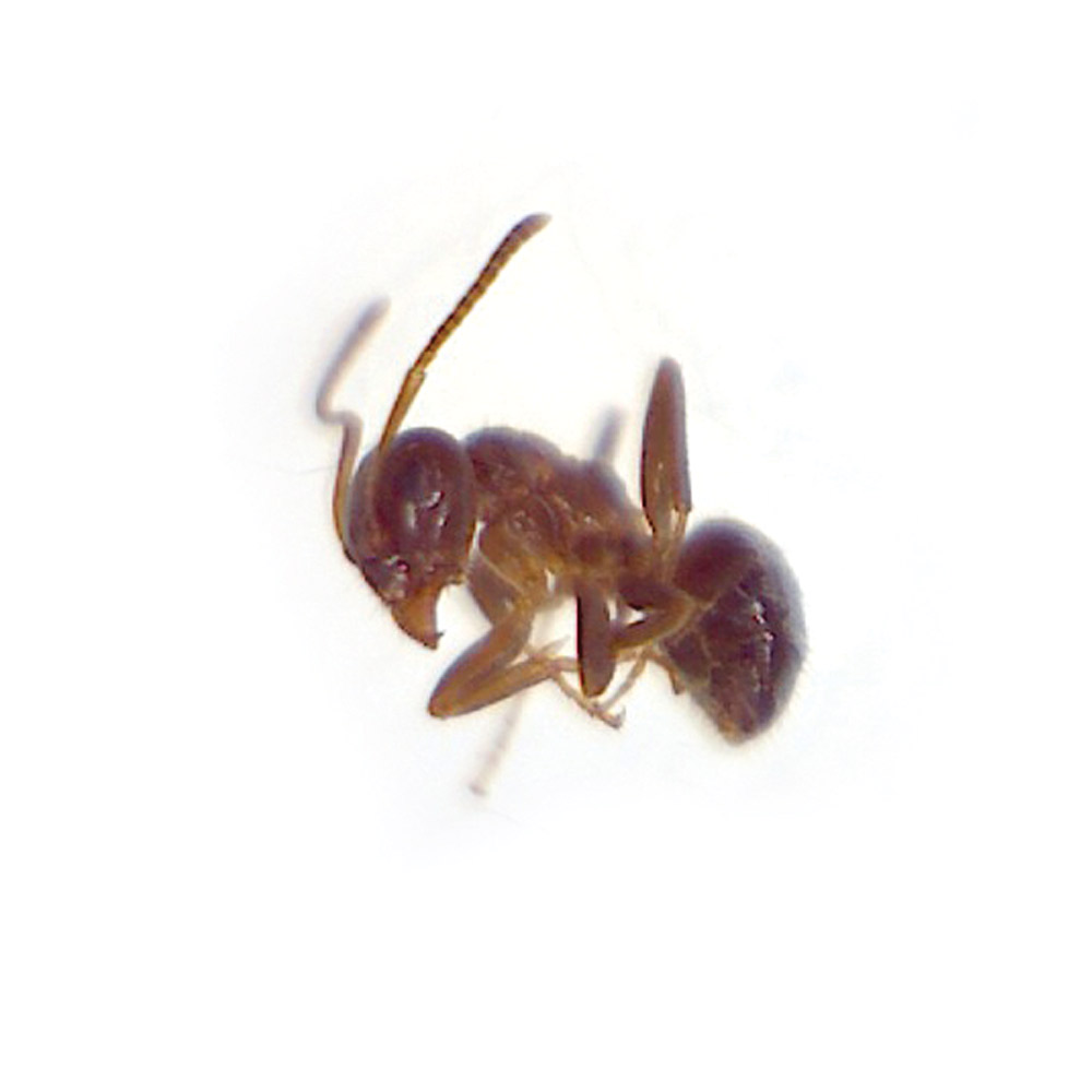 Common Garden Ant