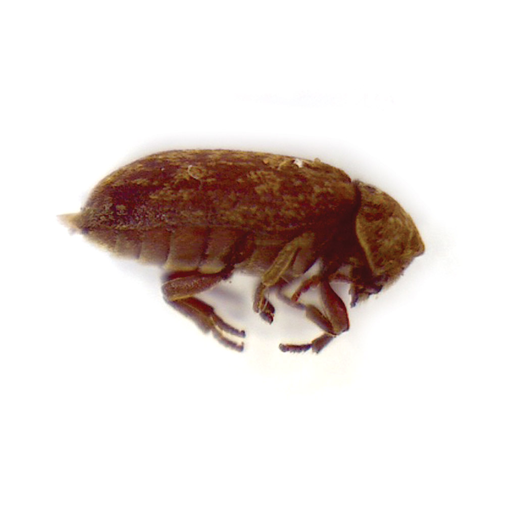 Death watch beetle