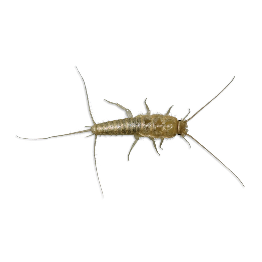 Silverfish