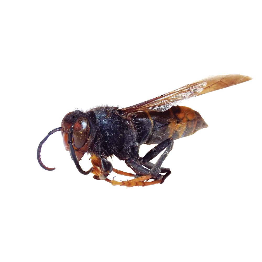 Asian Hornet