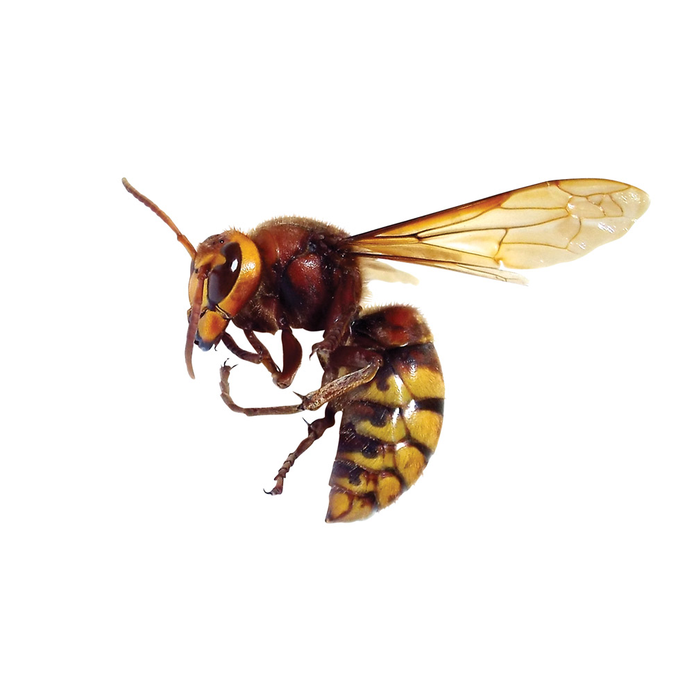 European Hornet