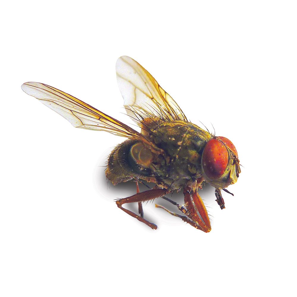 Lesser House Fly