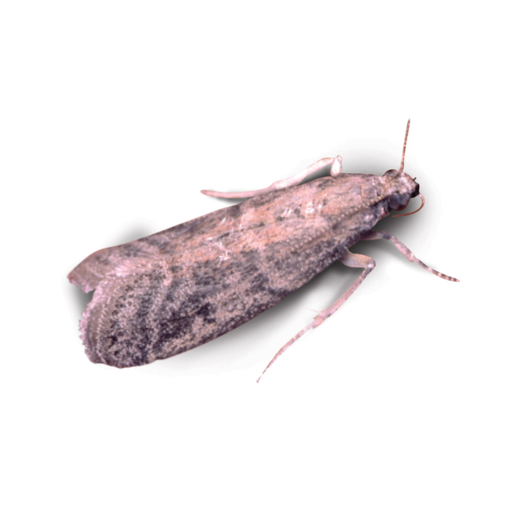 Warehouse Moth