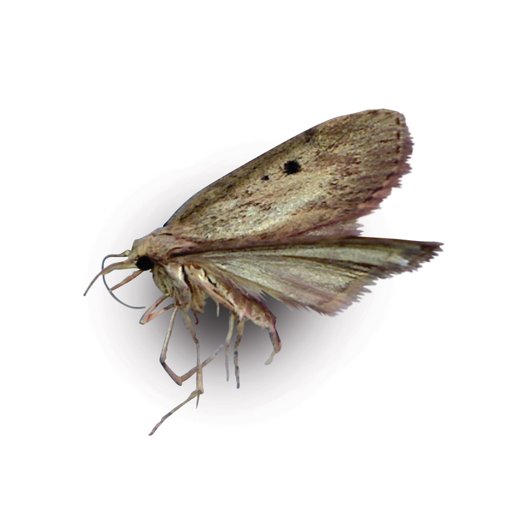 https://www.barrettineenv.co.uk/uploads/assets/Page%20Images/Downloads/Pest%20library/Flying%20Insects/clothes-moth.jpg