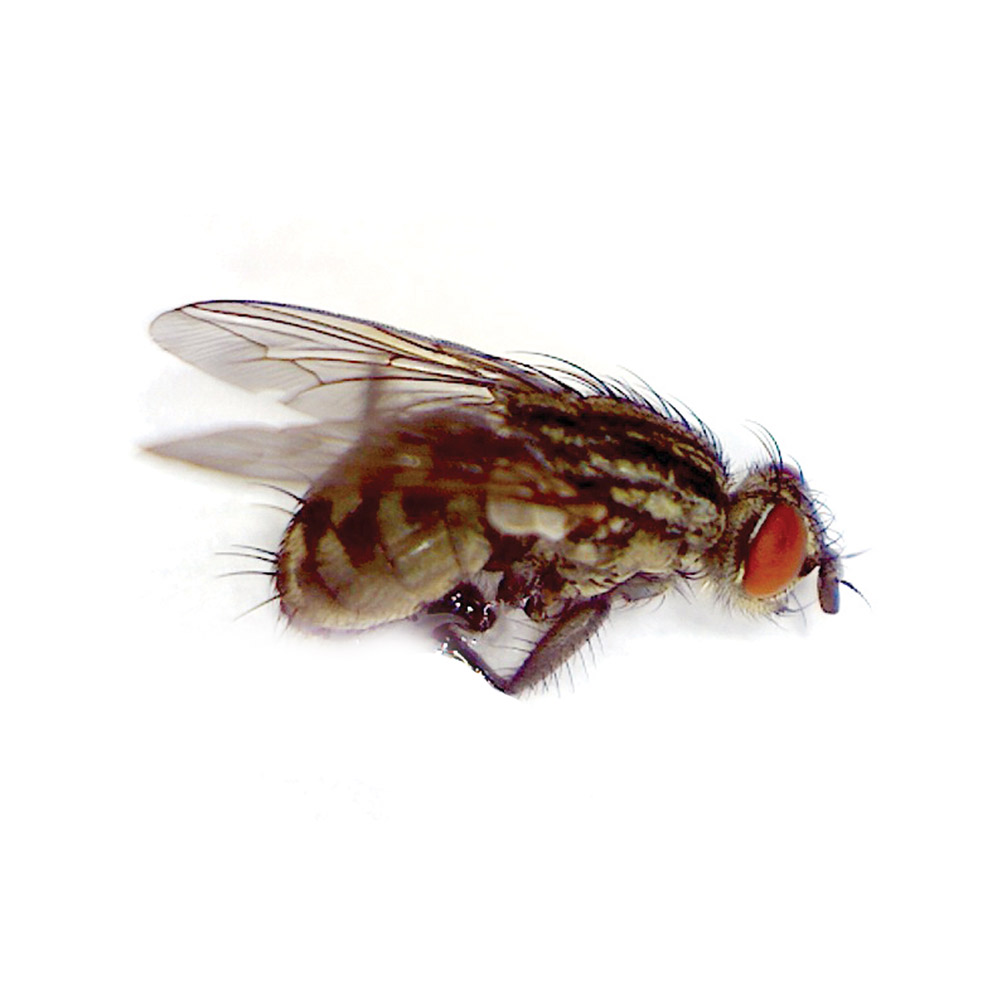 Flesh Fly