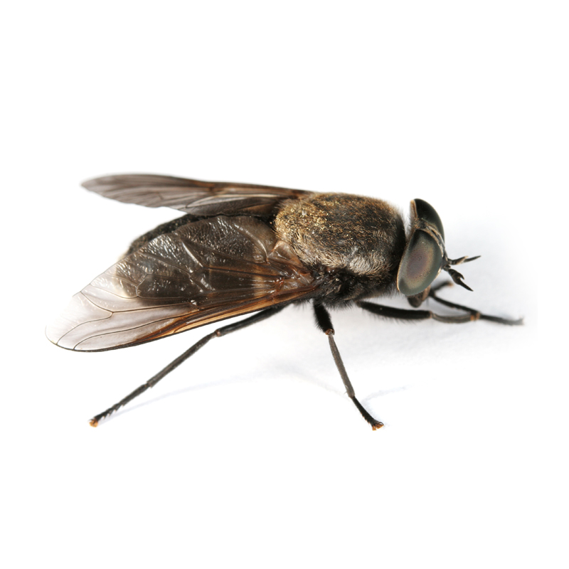 Horsefly