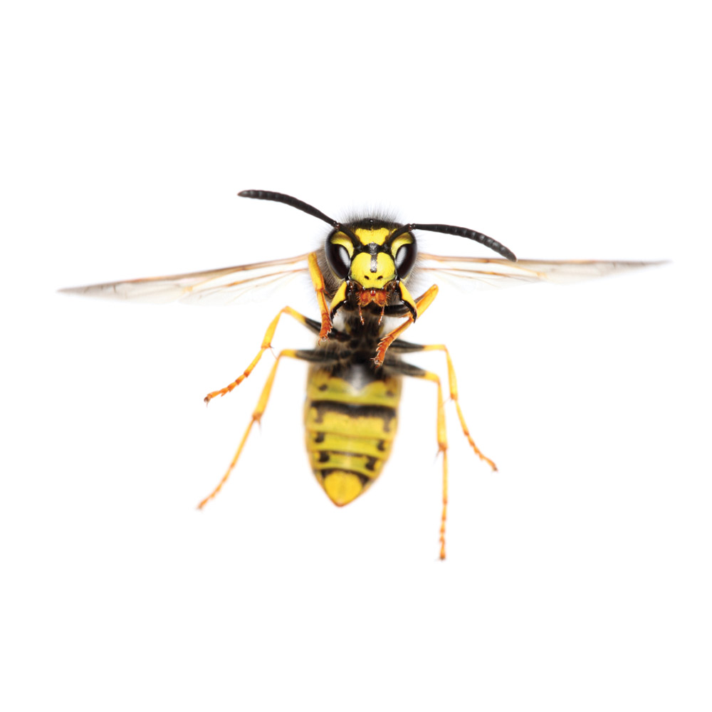 Common Wasp