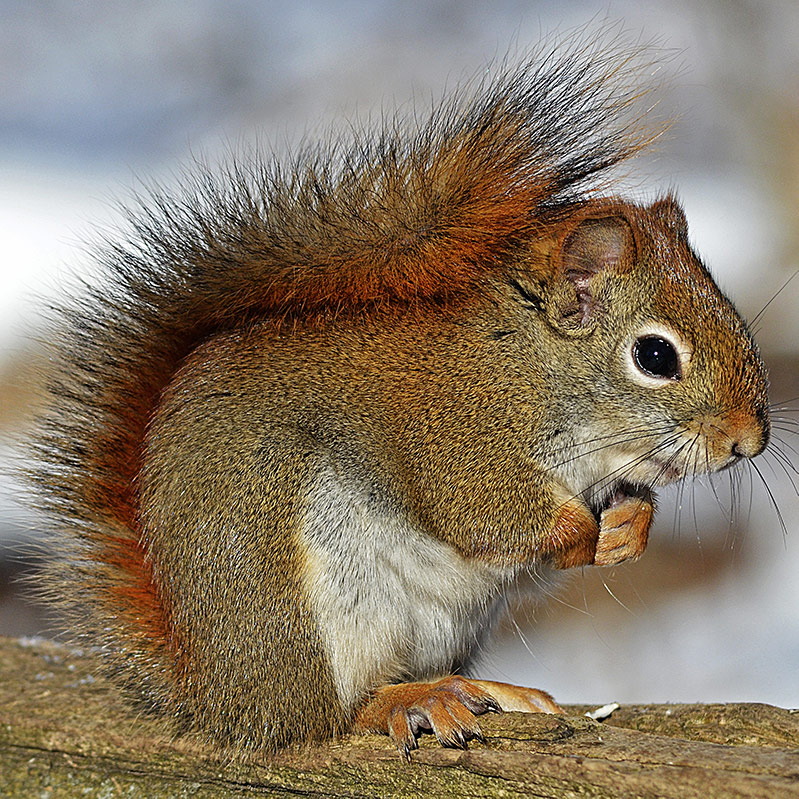 Red Squirrel