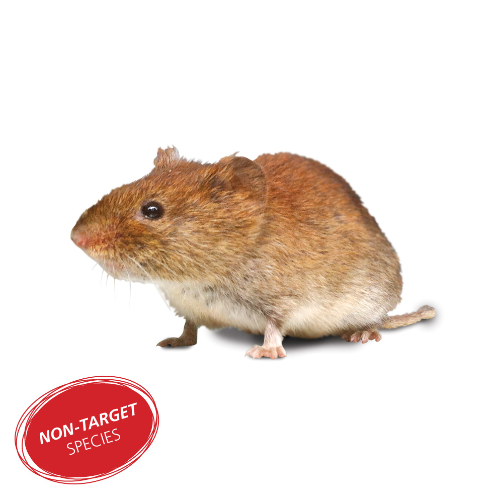 Bank Vole