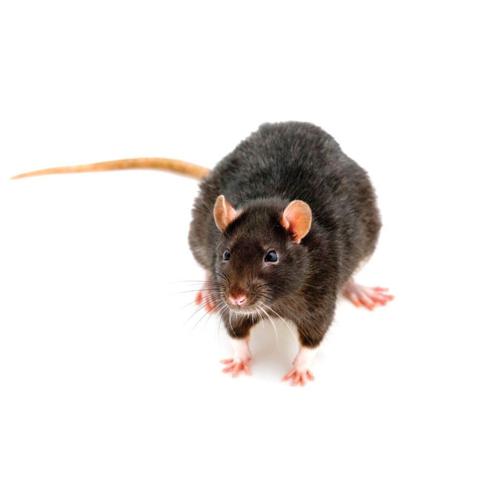 Common Rat