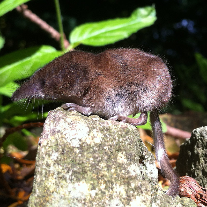 Shrew