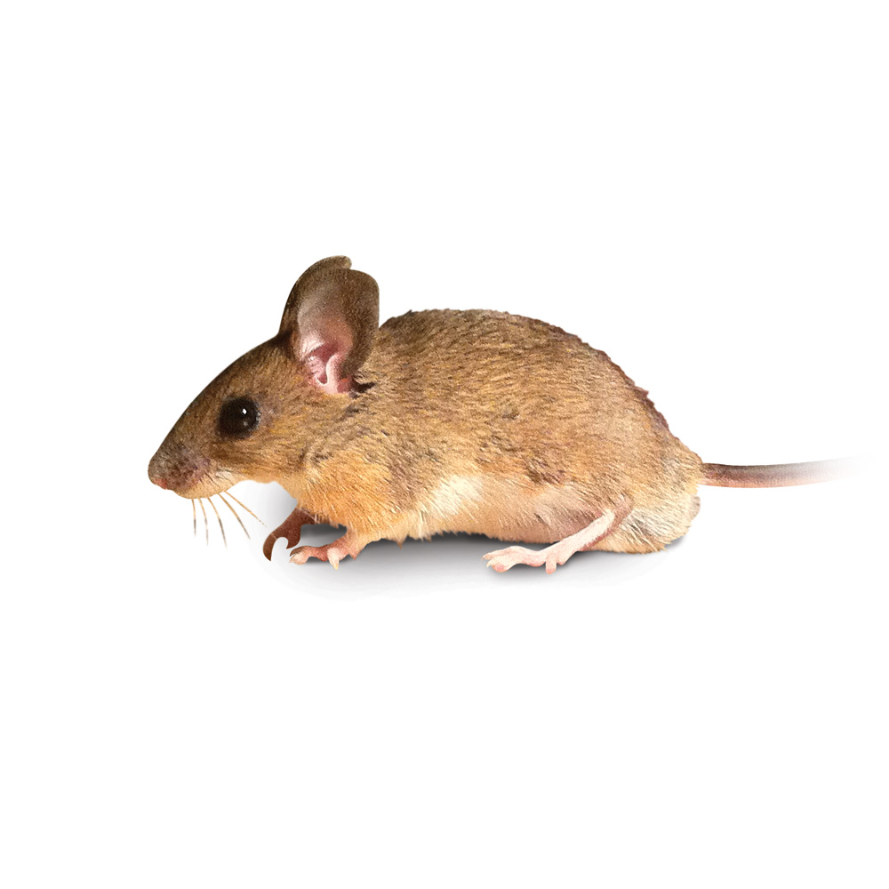 Yellow Necked Mouse