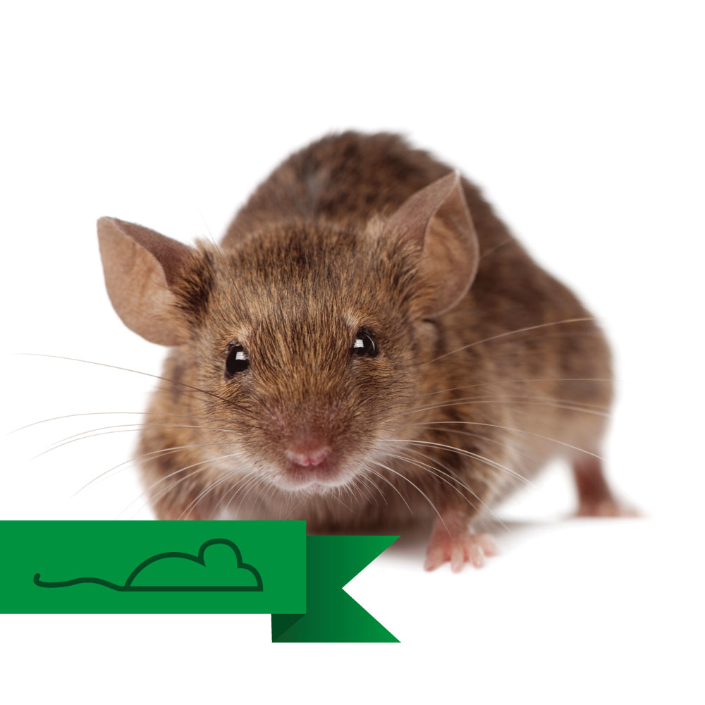 Mouse Season