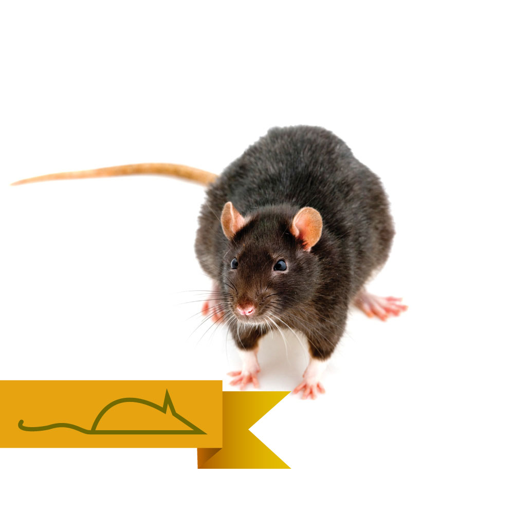 Rat Season