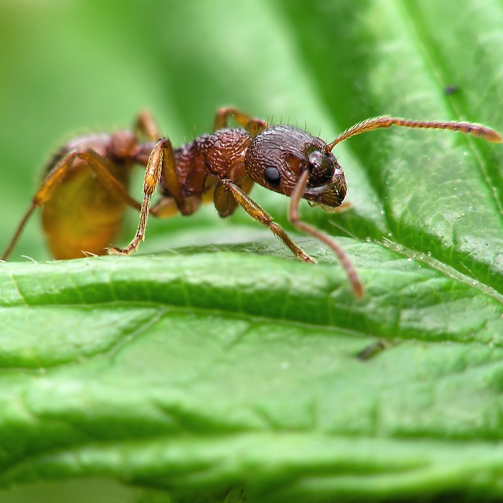 Insect Control Insect Control