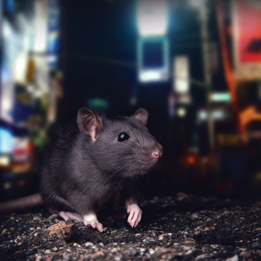 Rodent Control Rodent Control