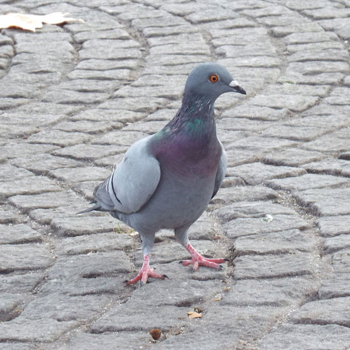 Bird Control Bird Control