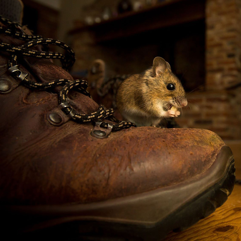 Responsible & Effective Control of Commensal Rodents Responsible & Effective Control of Commensal Rodents