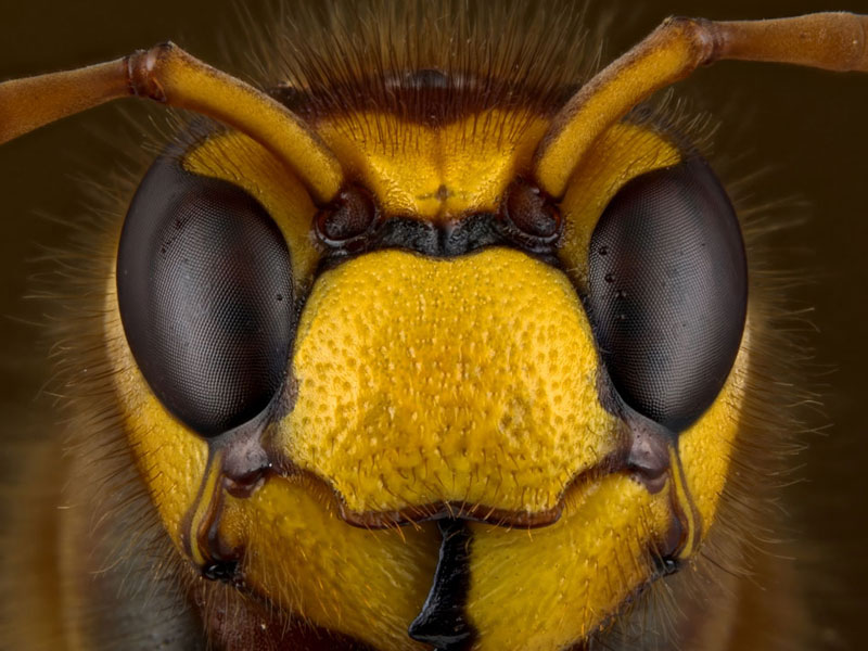 PROFESSIONAL WASP AND BEE CONTROL COURSE PROFESSIONAL WASP AND BEE CONTROL COURSE