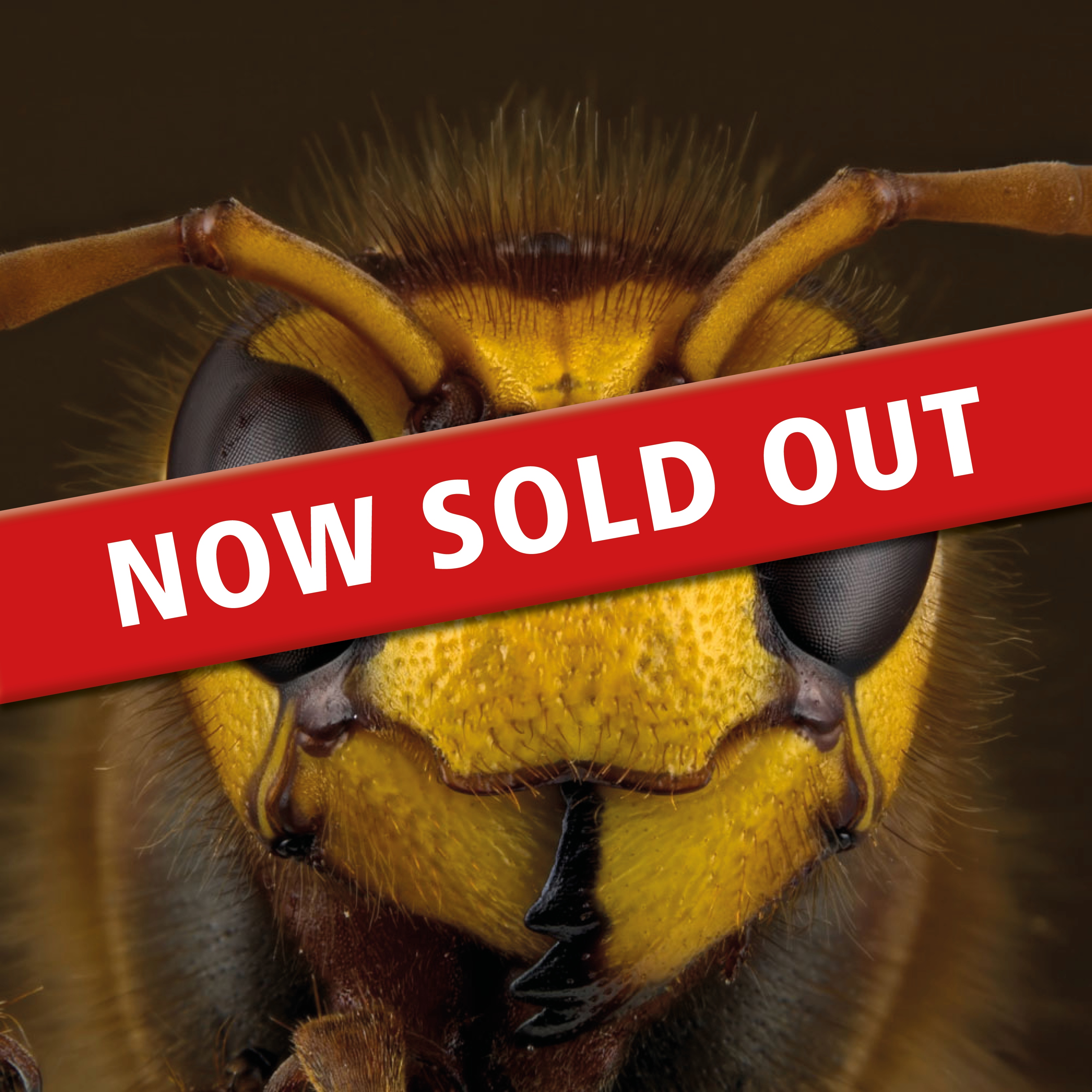 Effective Management & Control of Wasps Effective Management & Control of Wasps