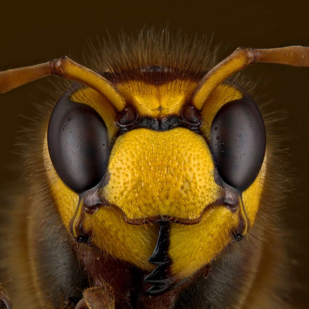 Professional Wasp & Bee Control Professional Wasp & Bee Control
