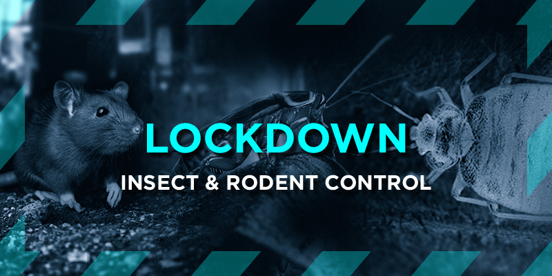 Lockdown Rodent & Insect Control Lockdown Rodent & Insect Control
